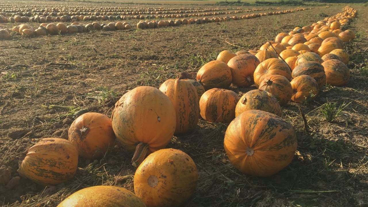 Rows of Styrian oil pumpkins in a harvested field under soft evening light