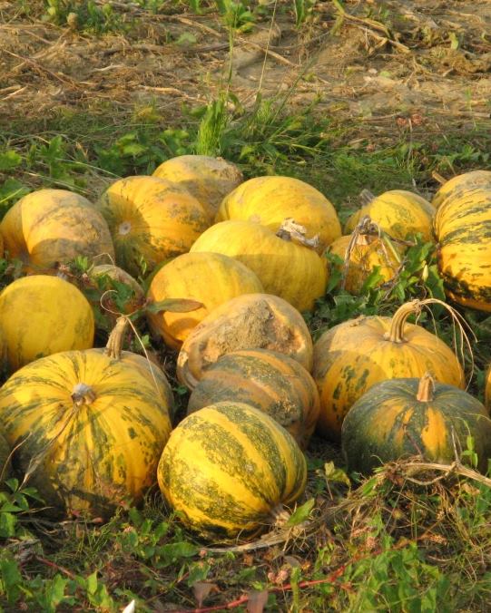 Cluster of ripe Styrian oil pumpkins in a harvested field