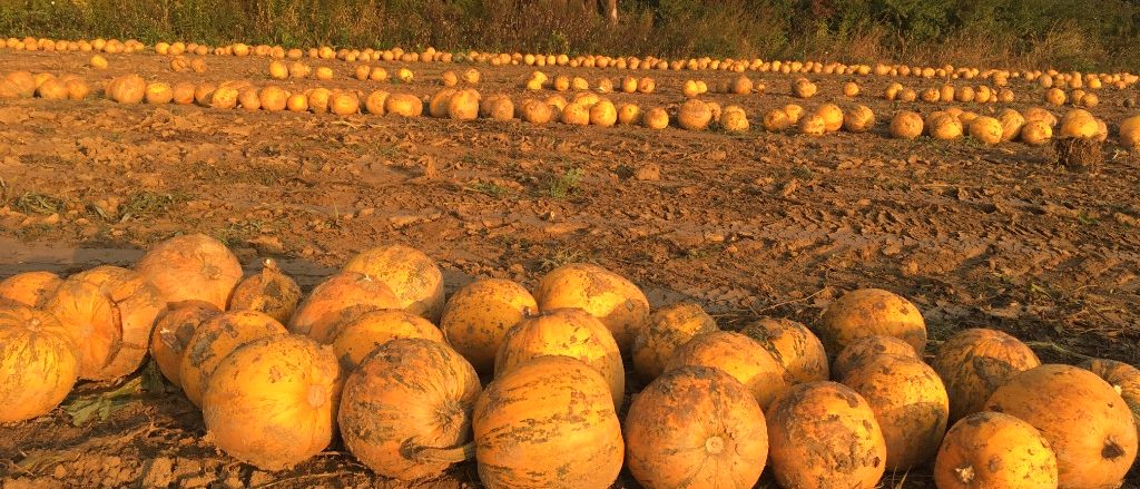 Golden-hour pumpkin harvest field with wooden hunting stand and tree line